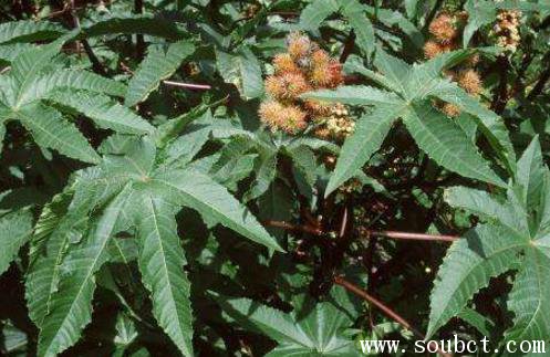 世界上最毒的植物,蓖麻子毒性超大(70毫克可致命)