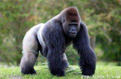 世界上最大的猩猩，銀背大猩猩能舉起2400斤的重物