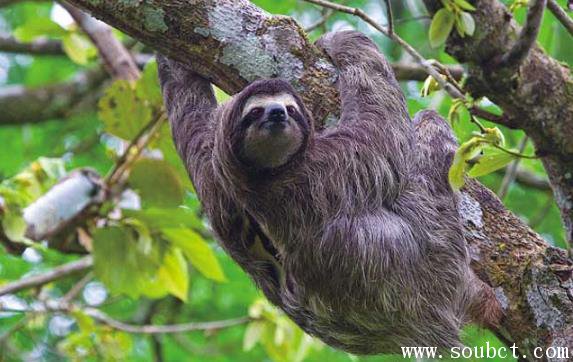世界上最懶的動物，樹懶每天睡20多個小時