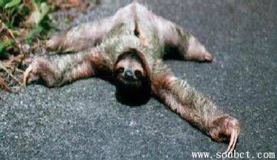 世界上最懶的動物，樹懶每天睡20多個小時