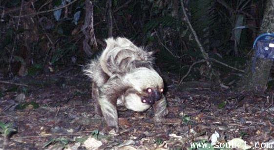 世界上最懶的動物，樹懶每天睡20多個小時