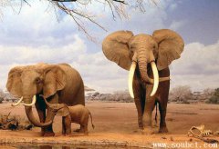 史上最大的大象，非洲安哥拉雄象身長8米