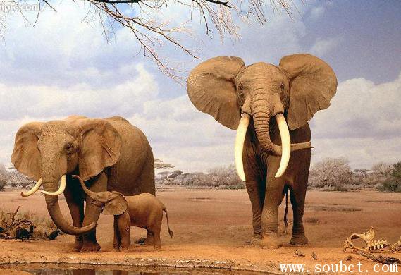史上最大的大象，非洲安哥拉雄象身長8米