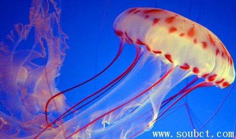 世界上最長壽的動物,燈塔水母永生的秘密