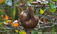 世界上最懶的動物，樹懶和考拉的區別