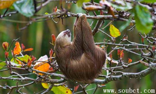 世界上最懶的動物，樹懶和考拉的區別