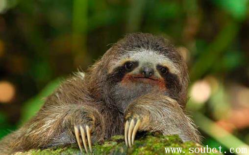 世界上最懶的動物，樹懶和考拉的區別