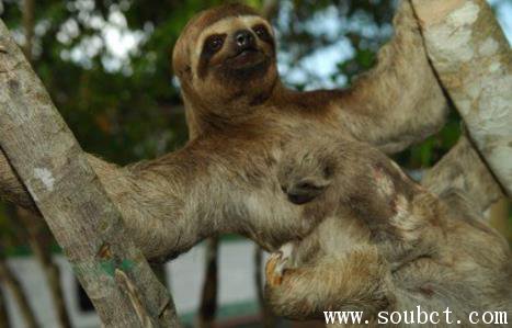 世界上最懶的動物，樹懶和考拉的區別