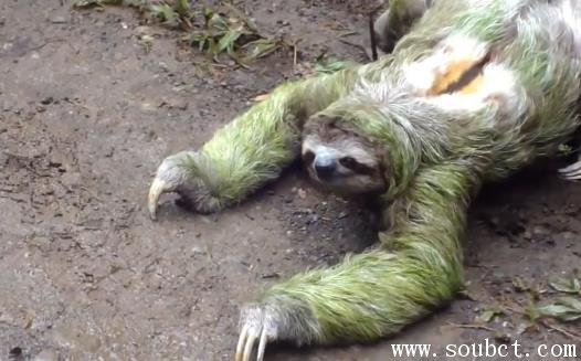 世界上最懶的動物，樹懶和考拉的區別