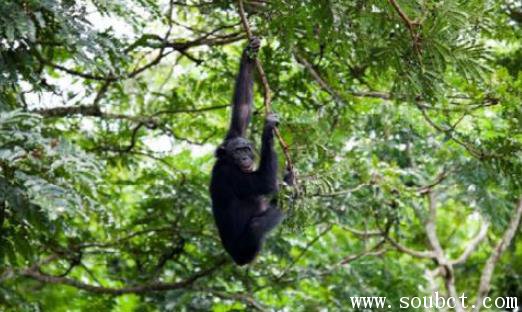 世界上面積最大的盆地，剛果盆地面積高達(dá)337萬(wàn)平方公里