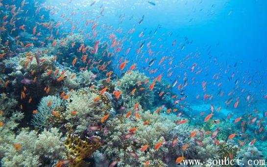 世界上鹽度最高的海，紅海含鹽度可達4.1%-4.2%