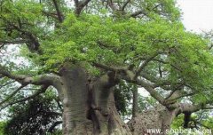 世界上最粗的樹，百騎大栗樹周長55米(10個人抱不下)