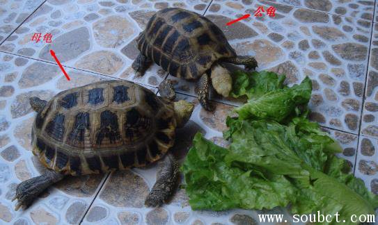最好養的陸龜品種,緬甸陸龜養殖經驗