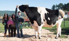 世界上體型最大的牛:荷斯坦奶牛形似牛魔王,高達2米