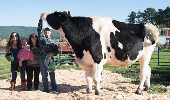 世界上體型最大的牛：荷斯坦奶牛形似牛魔王，高達2米