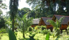 世界上最大的森林，亞馬遜熱帶雨林