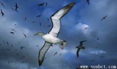 翼展最寬的鳥,漂泊信天翁壽命最長可達(dá)60年