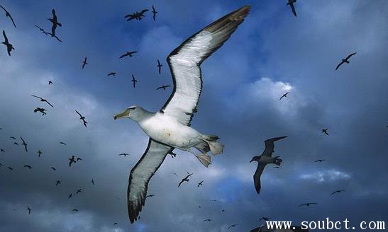 翼展最寬的鳥,漂泊信天翁壽命最長(zhǎng)可達(dá)60年