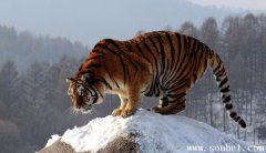 世界上最厲害的老虎，野生東北虎秒殺600公斤棕熊