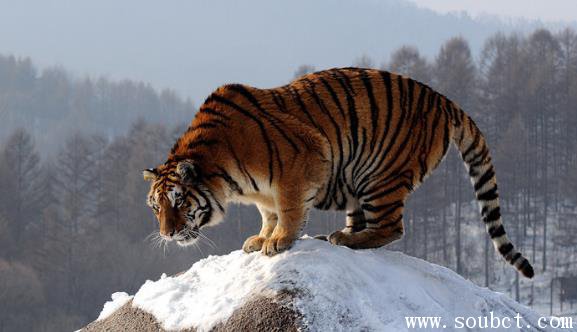 世界上最厲害的老虎，野生東北虎秒殺600公斤棕熊