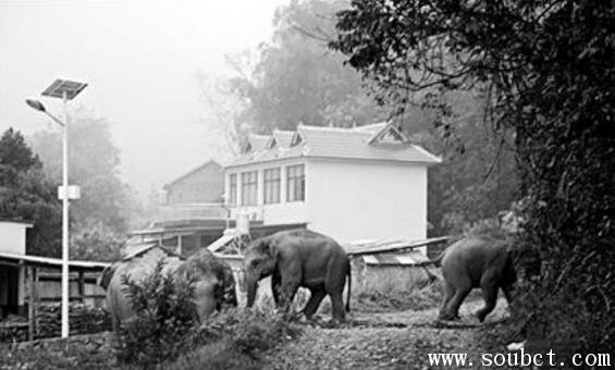 世界上最記仇的動物：尼泊爾大象復仇事件，踩死13個村民