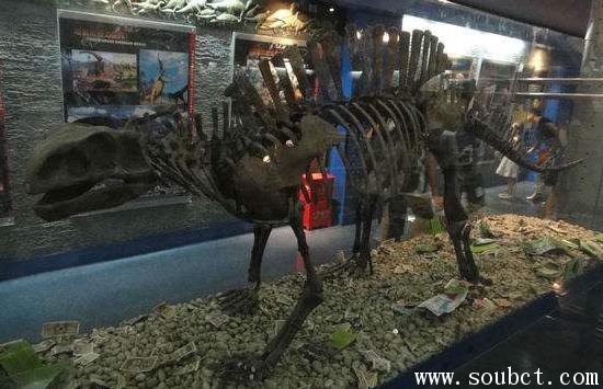 世界上身體最長的恐龍：根據地震龍化石推測出長32米