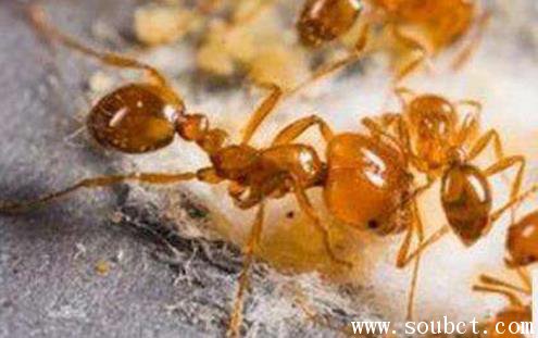 世界上最小的螞蟻,身長0.5毫米的賊蟻名字的由來