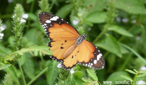 世界上最恐怖的蝴蝶：虎斑紋吃肉蝶親歷者已死