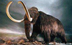 世界上最高的大象，史前猛犸象身高是亞洲象的三倍