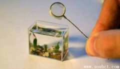 世界上最小的魚:胖嬰魚象條小蟲,壽命只有二個月