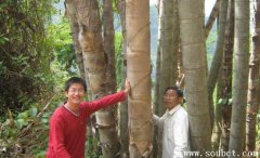 世界上最粗的竹子 巨龍竹比人類脖子還粗