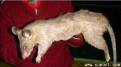 紐約驚現(xiàn)世界上最大的老鼠，看起來(lái)象個(gè)小豬仔