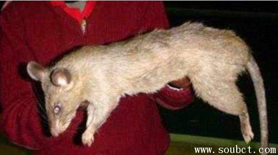 紐約驚現(xiàn)世界上最大的老鼠,看起來(lái)象個(gè)小豬仔