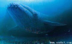 海洋里最大的動物：藍鯨是哺乳動物不是魚，靠肺呼吸