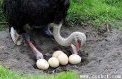 世界上最大的細(xì)胞：鴕鳥(niǎo)蛋，一個(gè)蛋就是一個(gè)細(xì)胞