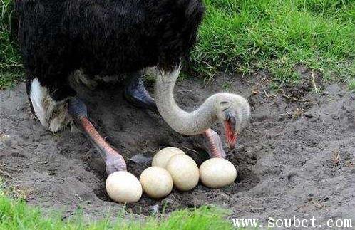 世界上最大的細胞:鴕鳥蛋,一個蛋就是一個細胞