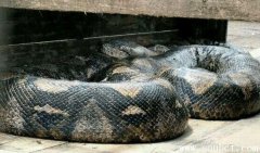 世界上最長的蛇品種:網紋蟒體型巨大