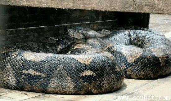 世界上最長的蛇品種:網紋蟒體型巨大