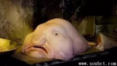 世界上最丑的魚 水滴魚比妖精鯊有過之而無不及