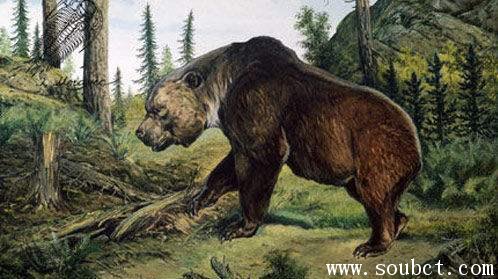 世界上最大的熊，巨型短面熊滅絕之謎