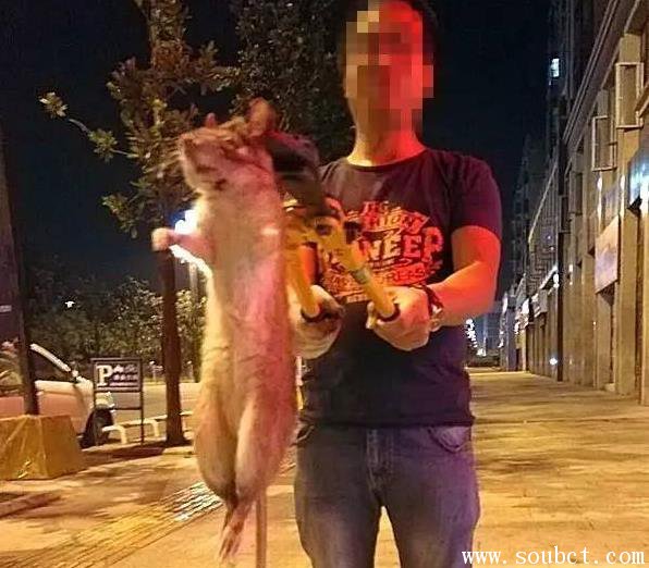 超大老鼠貓見貓怕,宜賓驚現中國最大的耗子