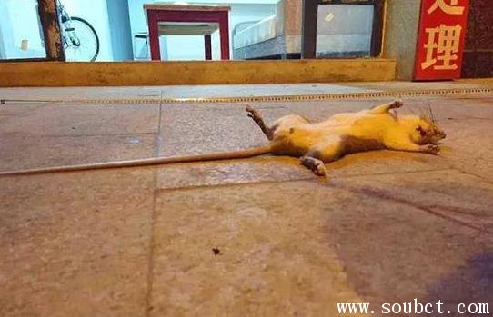 超大老鼠貓見貓怕，宜賓驚現中國最大的耗子