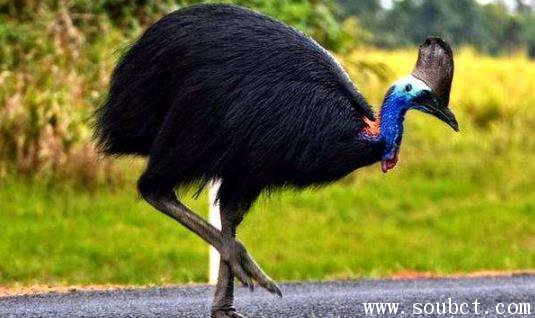 全世界最大的雞