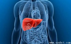 人體最大的腺體