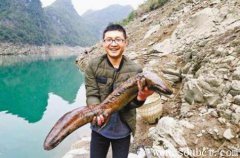 娃娃魚,最大的兩棲動物