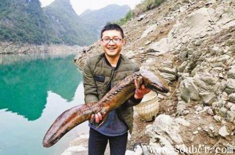 娃娃魚,最大的兩棲動物