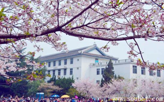 武漢大學櫻花,中國櫻花最多的地方