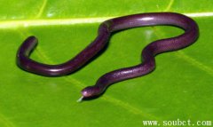 盲蛇,世界上最惡心的蛇