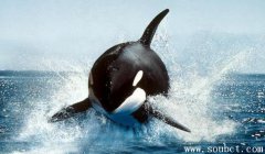 虎鯨，世界上最大的食肉動物