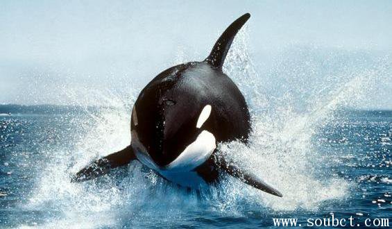 虎鯨，世界上最大的食肉動(dòng)物